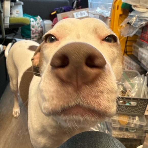 Bowie’s Treat Jar +Free Shipping!! - Picture 6 of 15